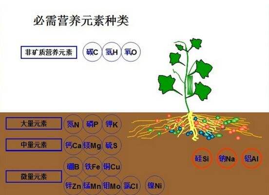植物必需營(yíng)養(yǎng)元素有哪些種類(lèi)？